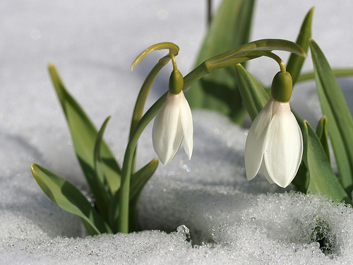 Vaizdo rezultatas pagal užklausą „snieguolės gėlės“